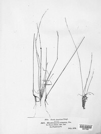 Stagonospora trimera image
